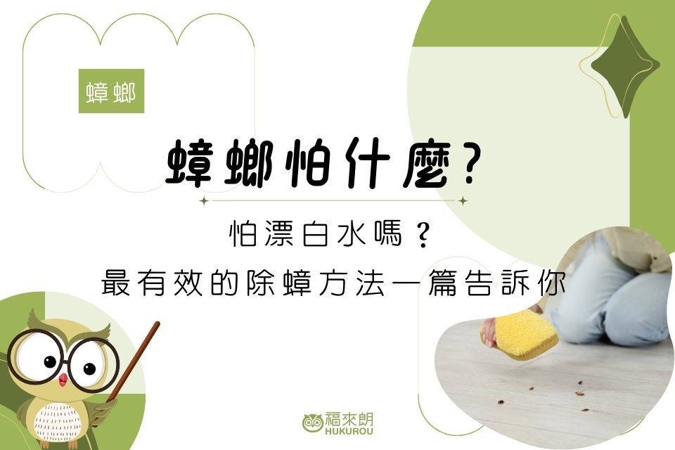 蟑螂怕什麼？怕漂白水嗎？除蟑螂最有效的方法專家告訴你！