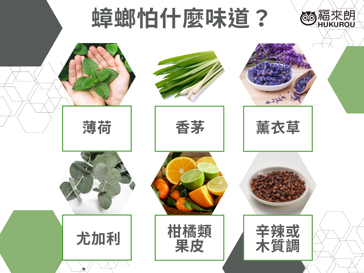 蟑螂怕什麼味道？