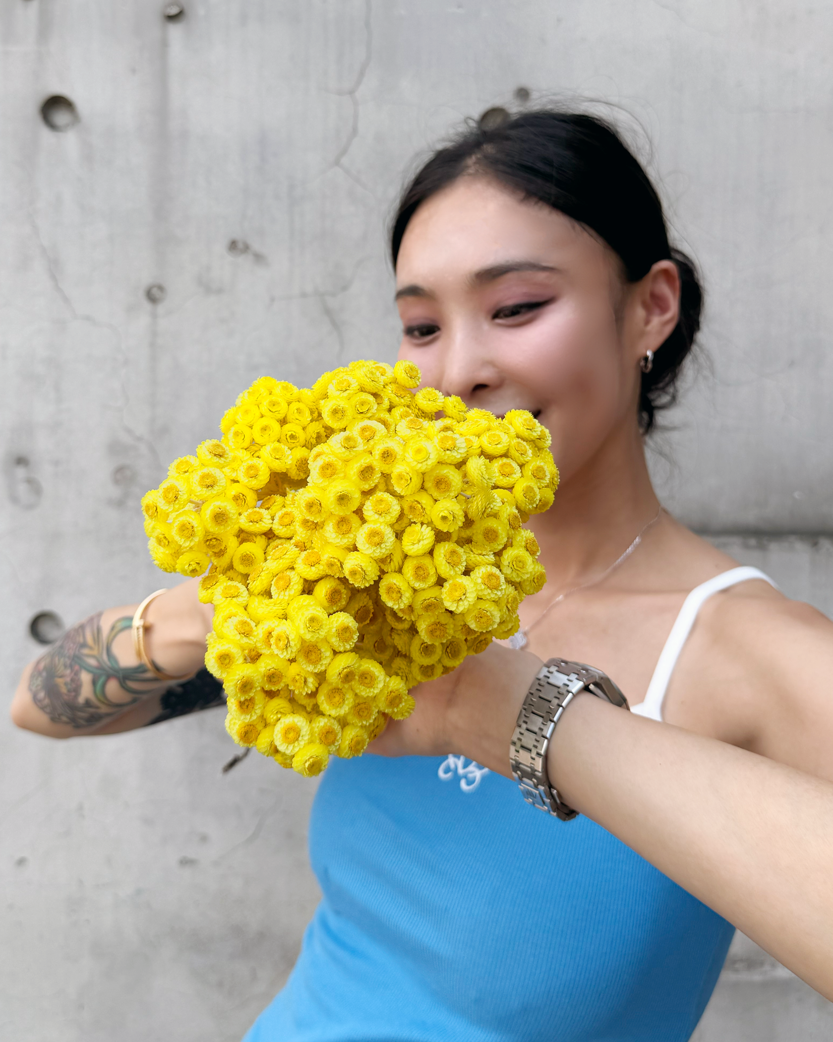 乾燥蠟菊 (義大利)