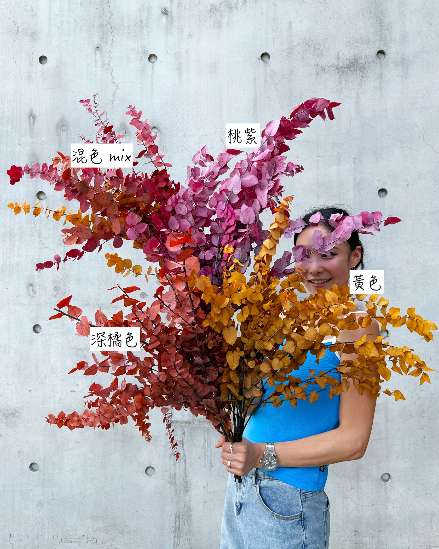 小圓葉尤加利 (義大利)