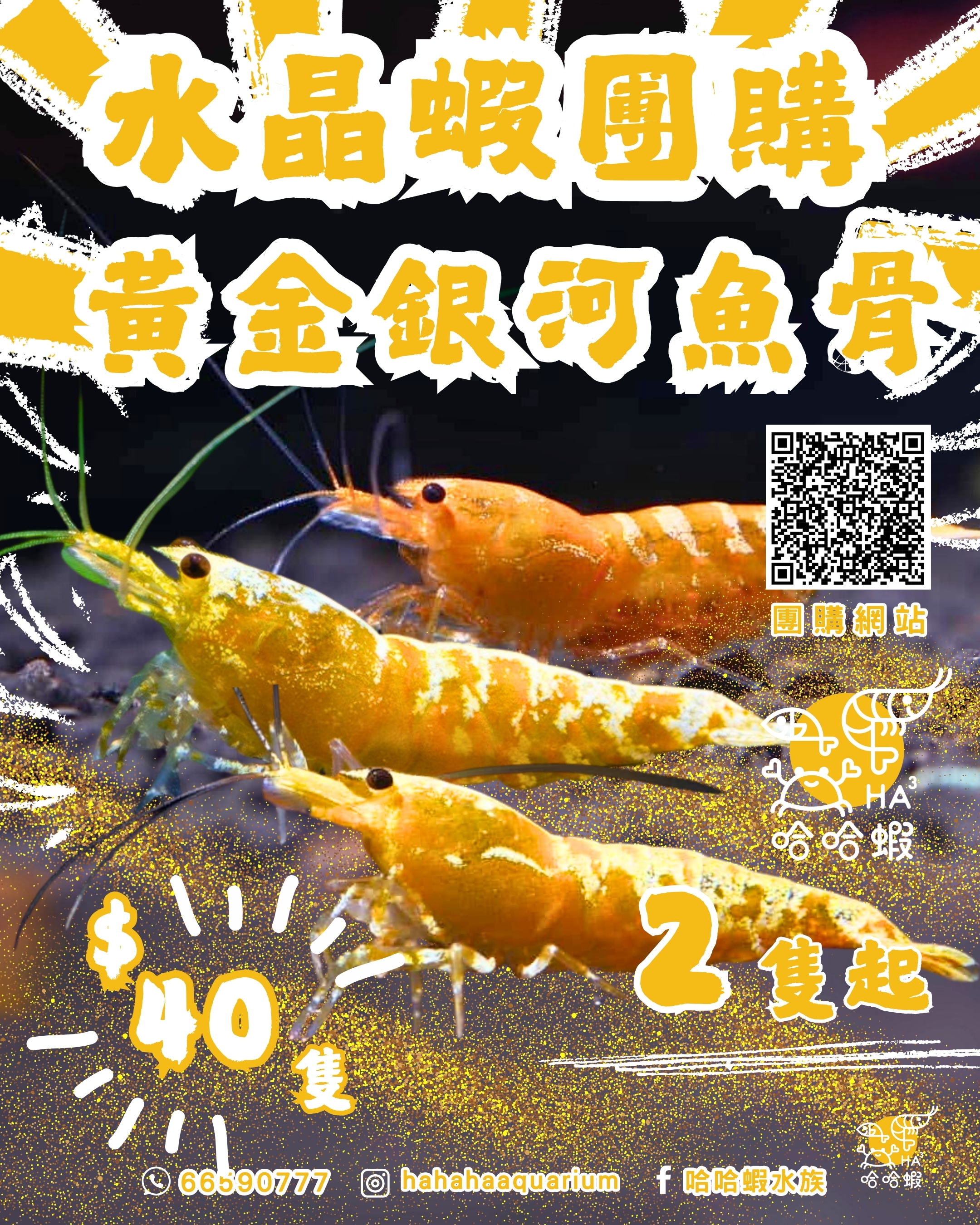 黃金銀河魚骨水晶蝦 | Yellow Galaxy Fishbone shrimp  [團購]