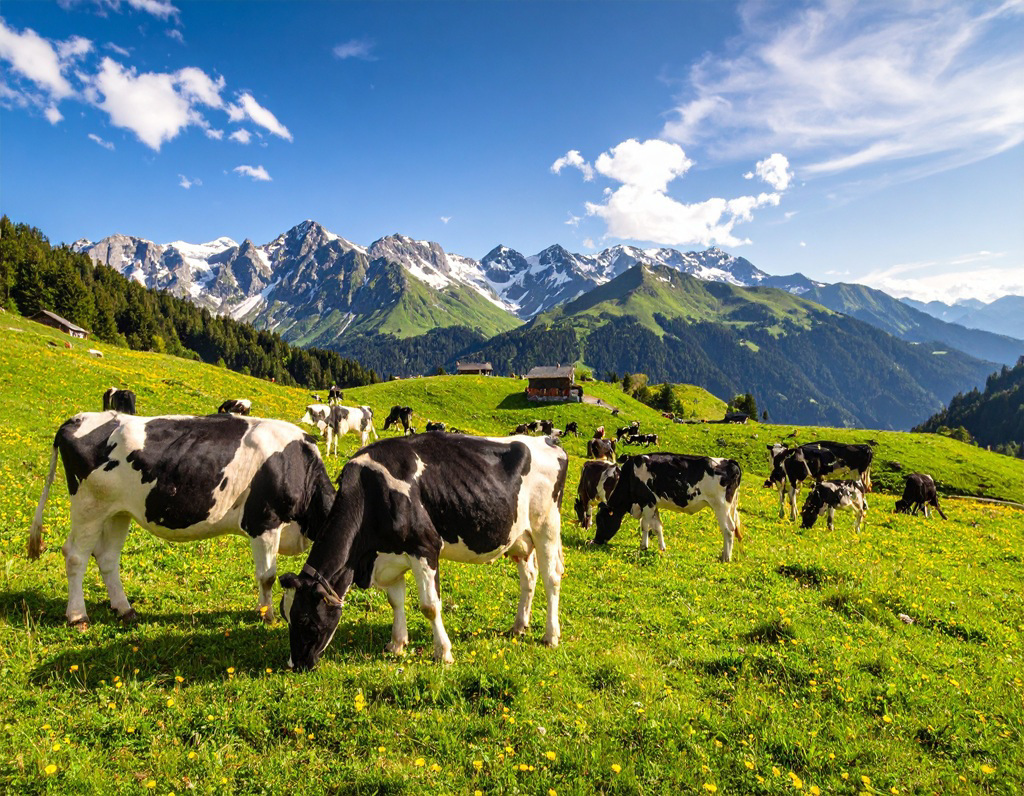 乳清蛋白vs乳鐵蛋白 功效來源大不同