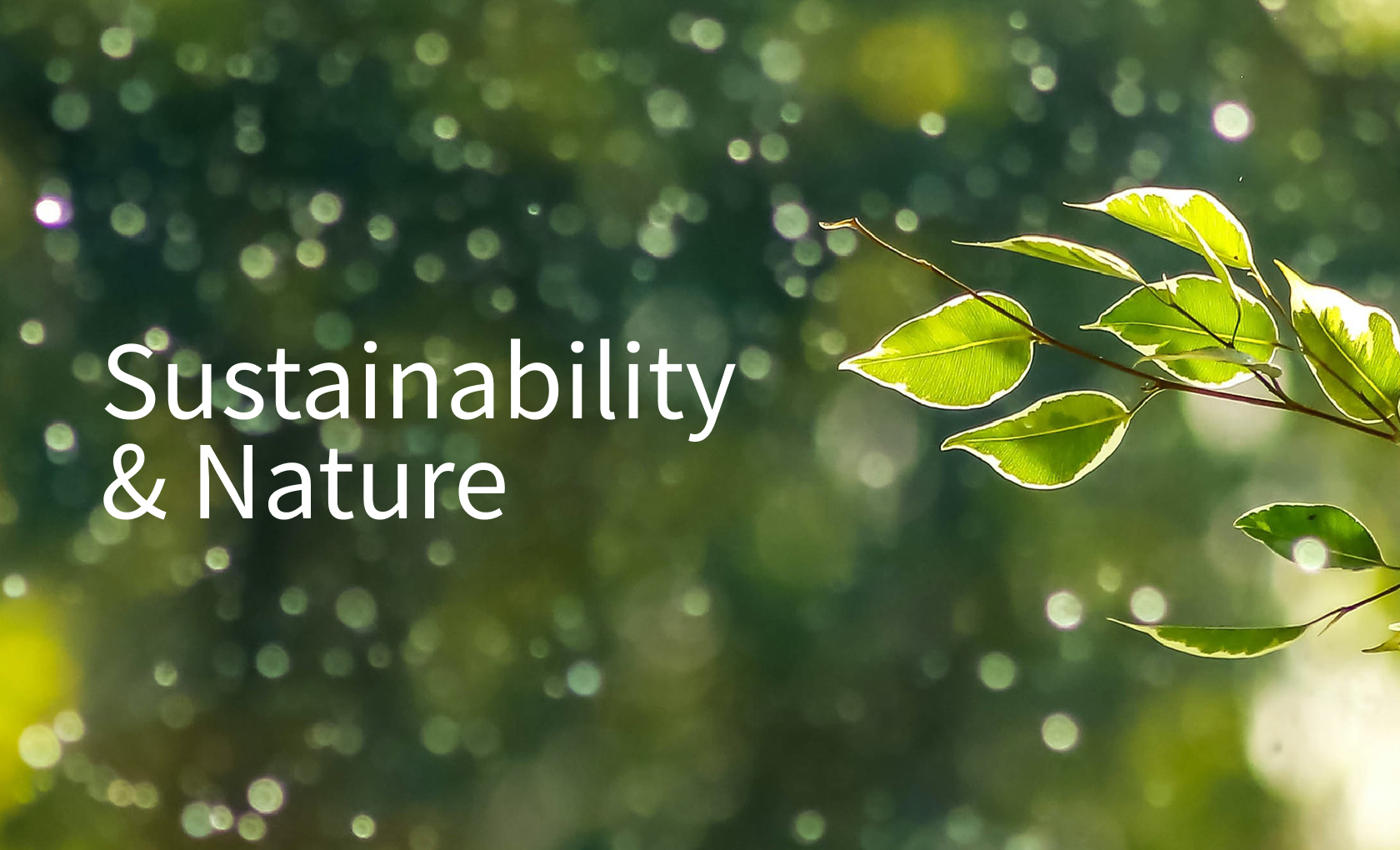 區塊7-FSC森林認證圖片