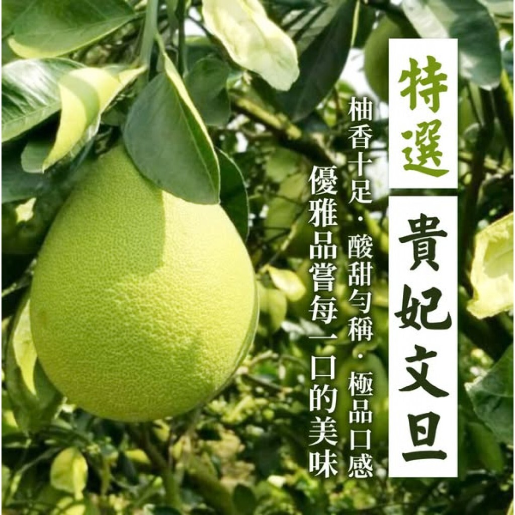 (預購商品 8/25收單)  收單後預計9/8開始出貨 廠商直出 2025雲林斗六 極品老饕精選文旦 貴妃柚/帝王柚/十囍柚 5斤/10斤