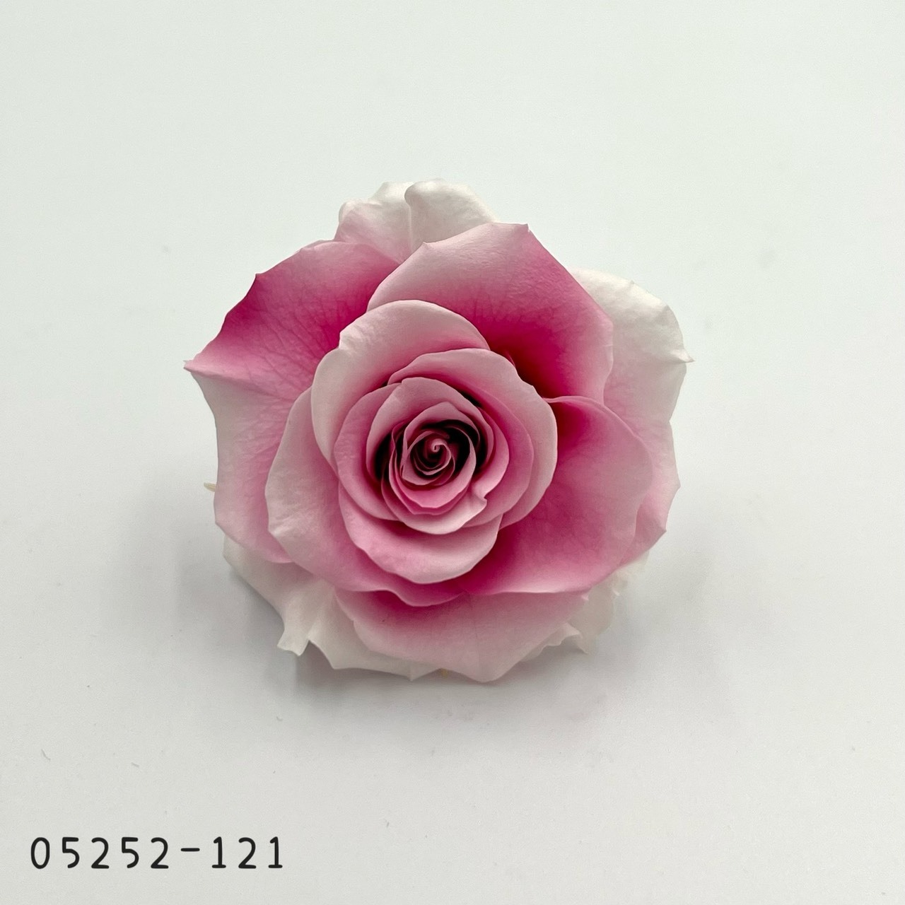 日本不凋大輪漸層玫瑰(6輪) 05252-121