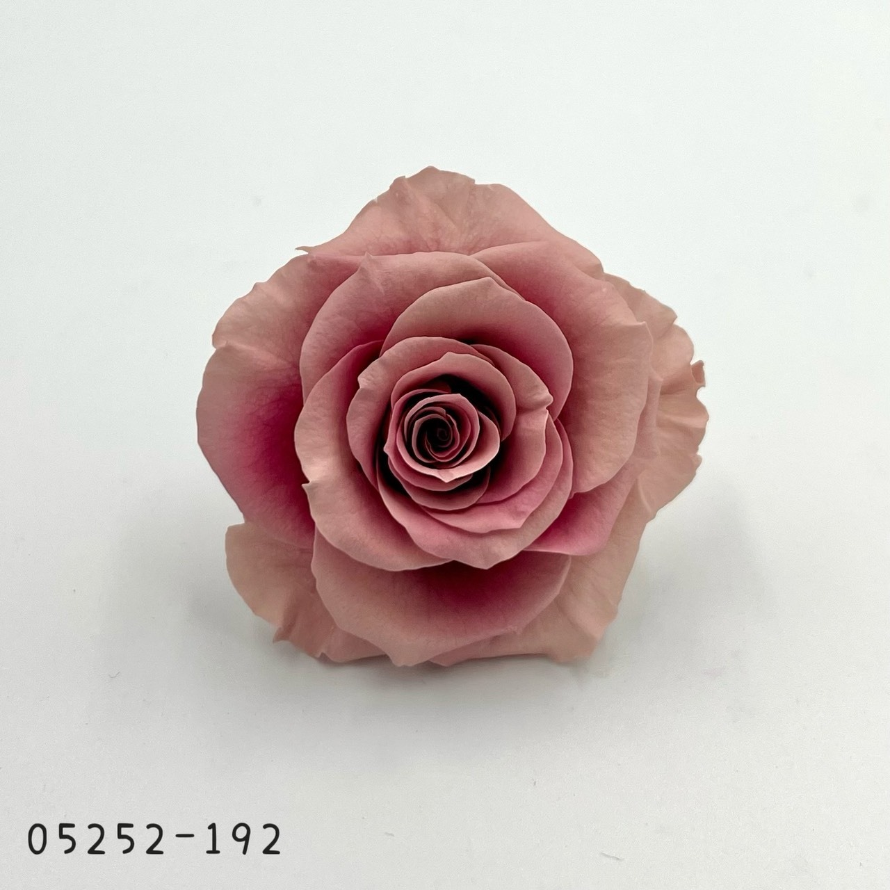 日本不凋大輪漸層玫瑰(6輪) 05252-192