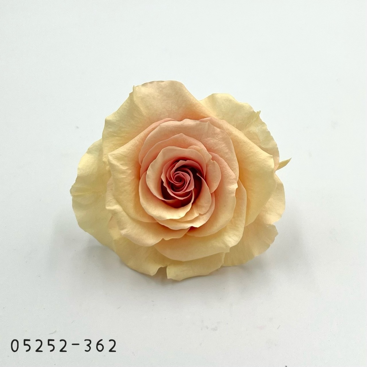 日本不凋大輪漸層玫瑰(6輪) 05252-362