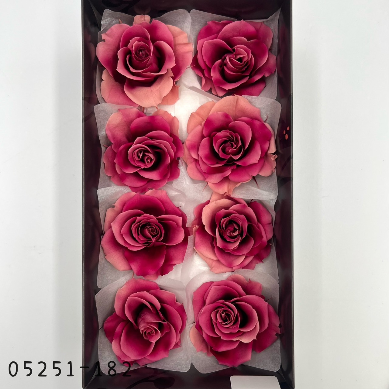 日本不凋大輪漸層玫瑰(8輪) 05251-182