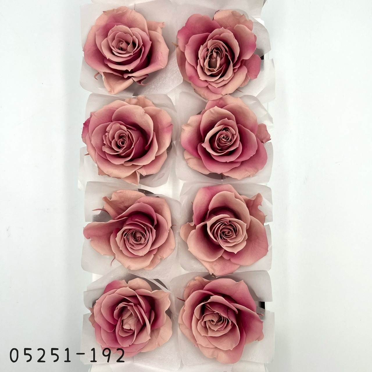 日本不凋大輪漸層玫瑰(8輪) 05251-192