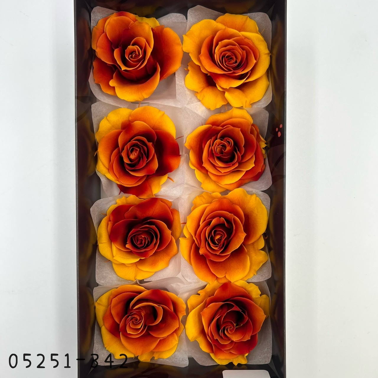 日本不凋大輪漸層玫瑰(8輪) 05251-342