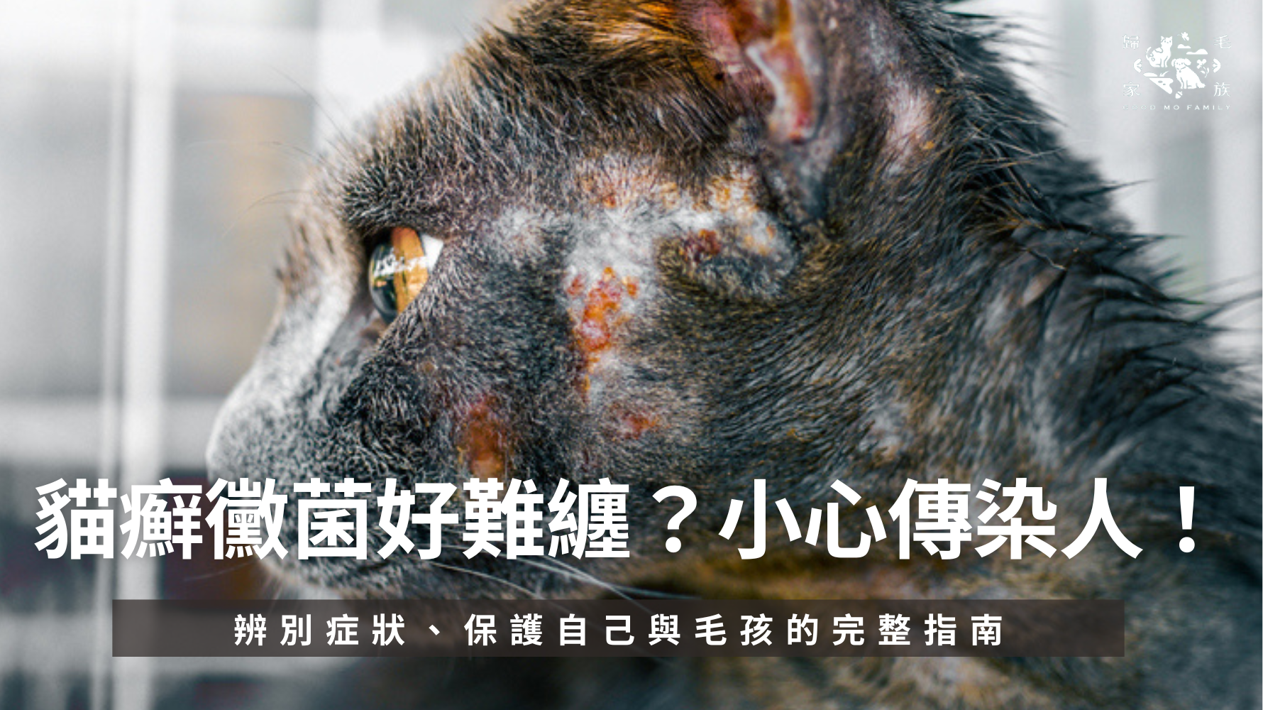 貓癬是貓咪常見黴菌感染，不只會導致禿毛、搔癢、結痂，還可能傳染給人。本文解析感染原因、診斷方式與照護重點，並針對多貓家庭與環境清潔提供實用建議，幫助飼主有效面對與預防反覆發作。