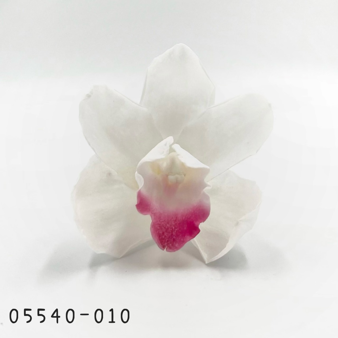 日本不凋東亞蘭 05540-010