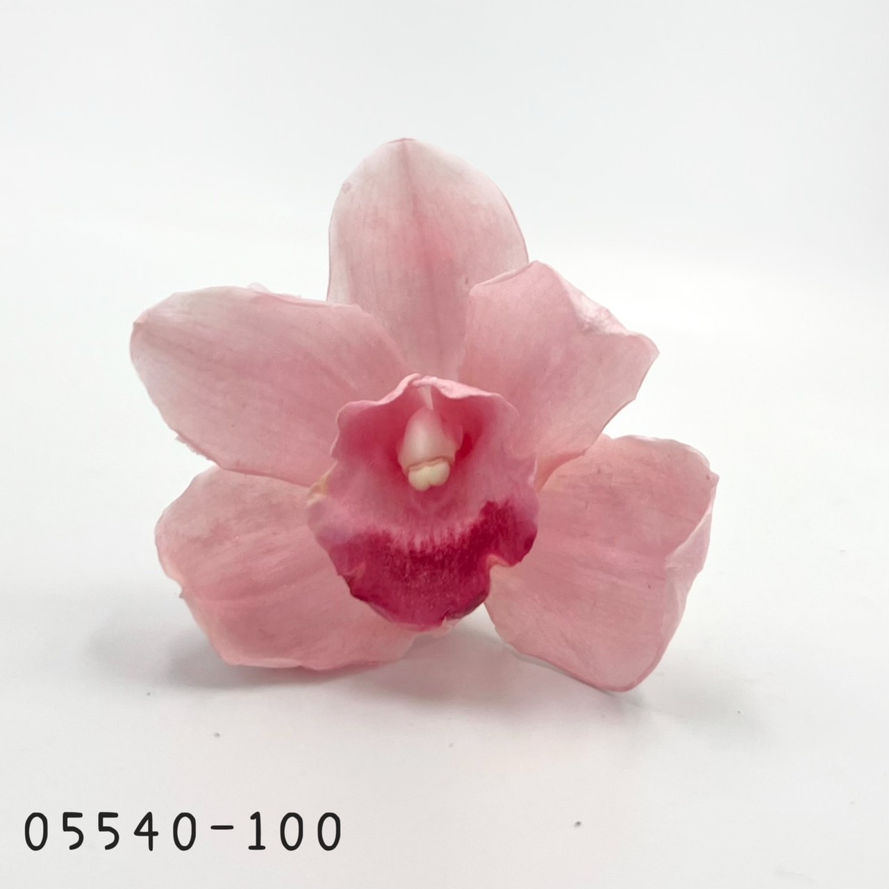 日本不凋東亞蘭 05540-100