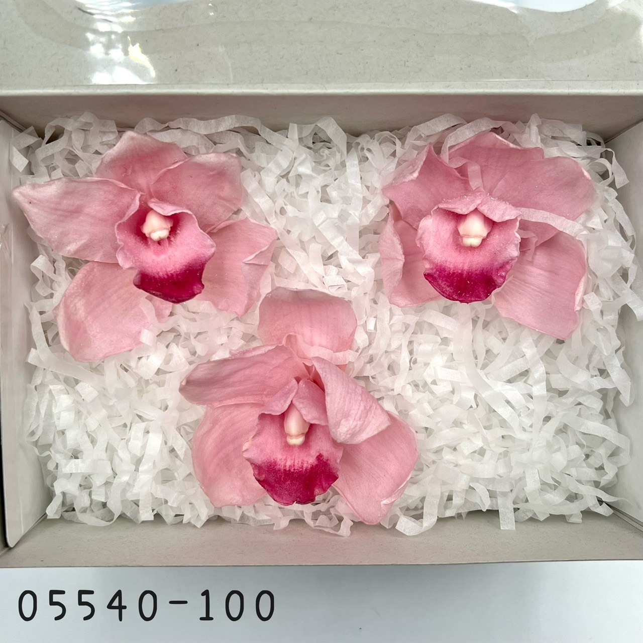 日本不凋東亞蘭 05540-100