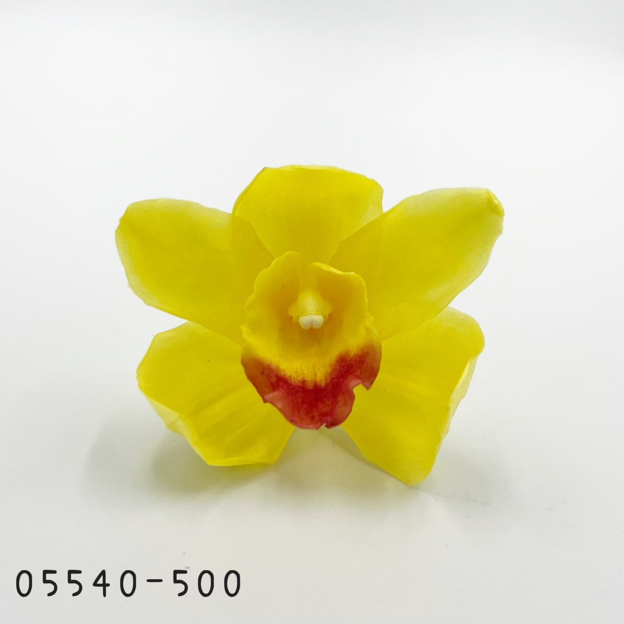 日本不凋東亞蘭 05540-500