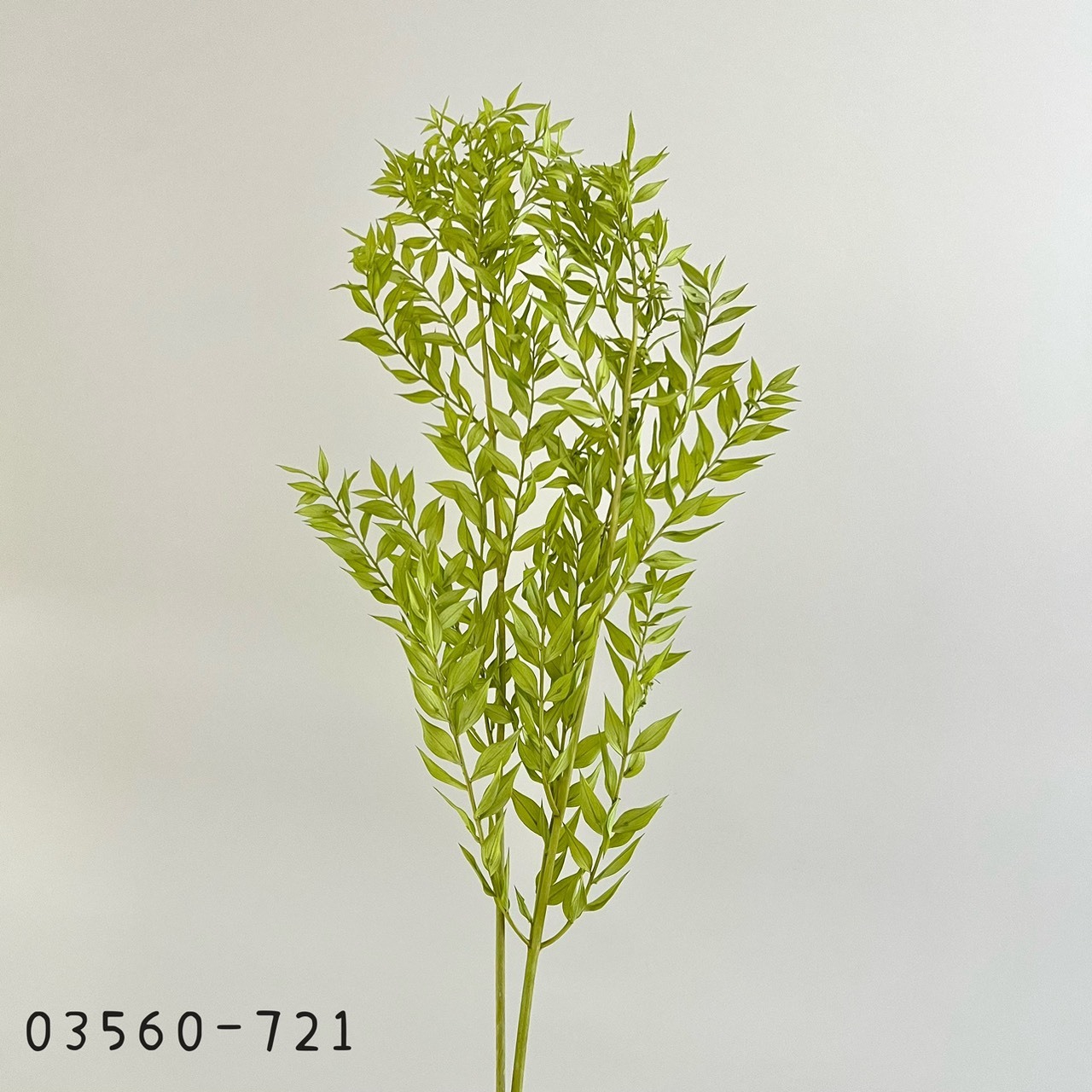 日本不凋小樺木葉 03560-721