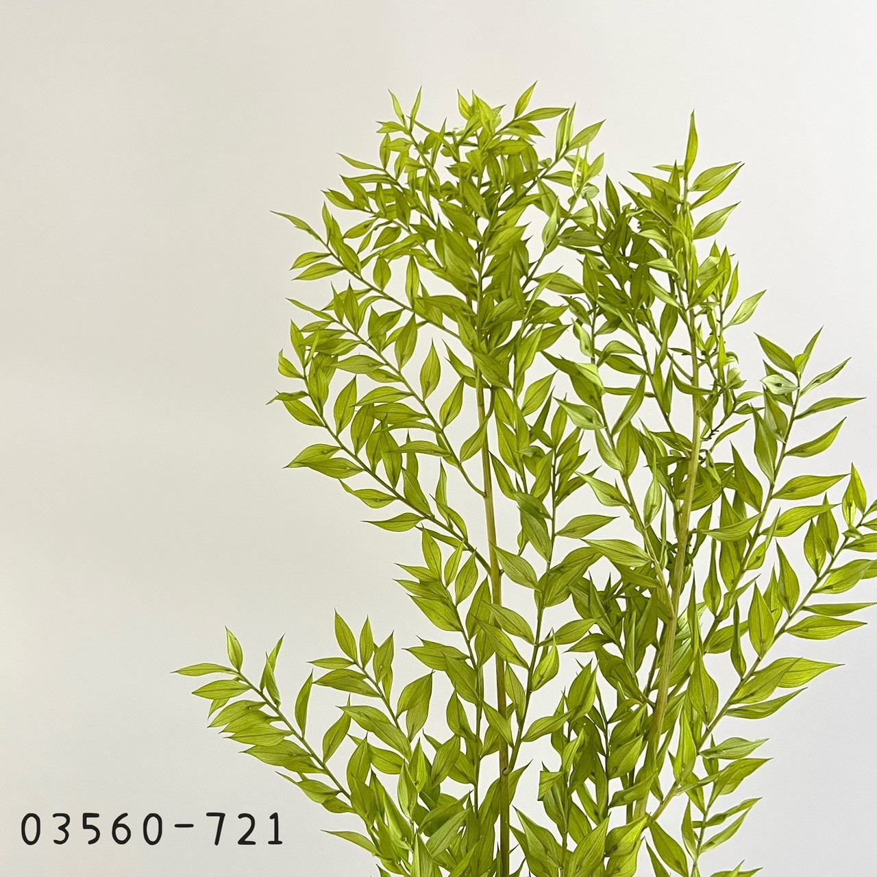 日本不凋小樺木葉 03560-721