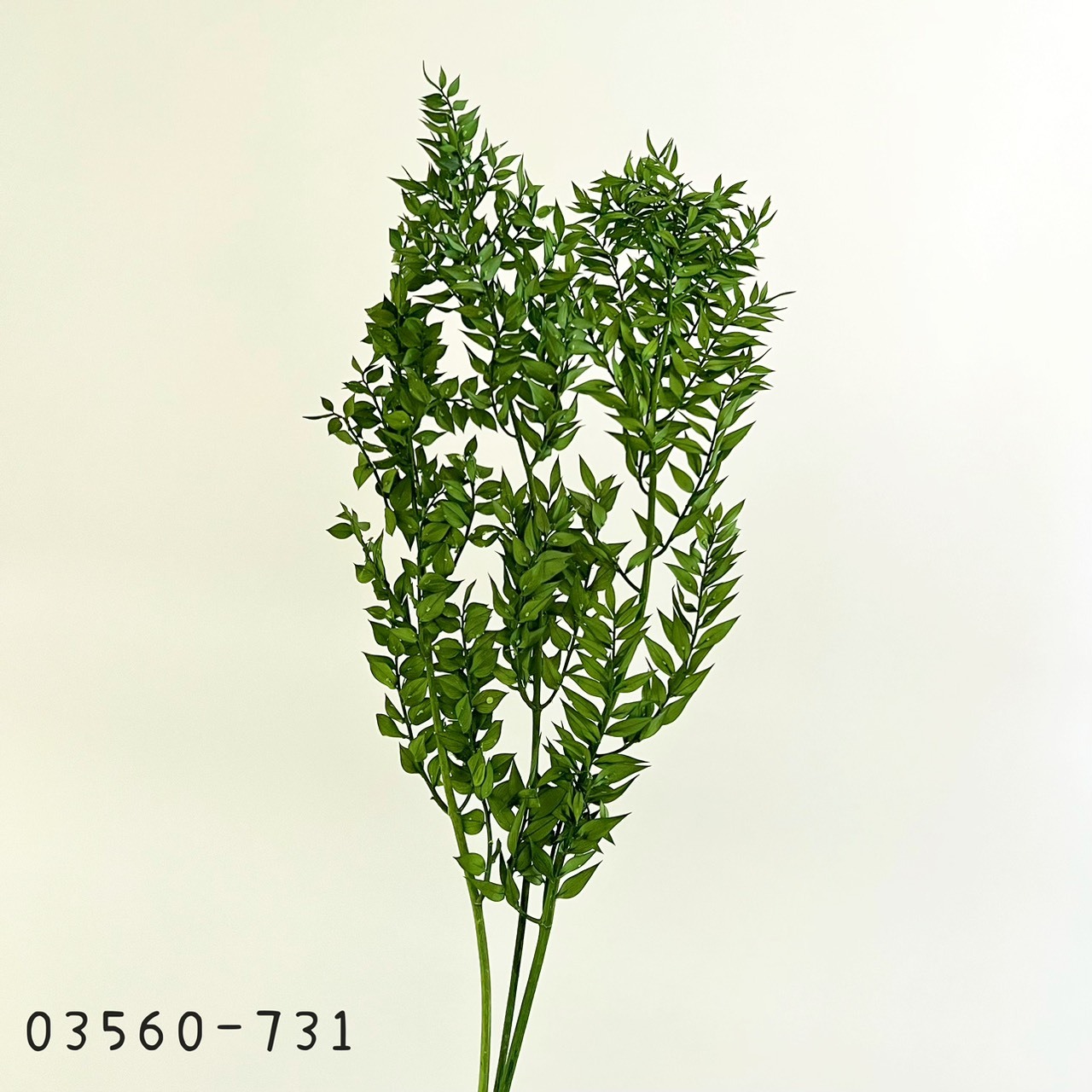 日本不凋小樺木葉 03560-731