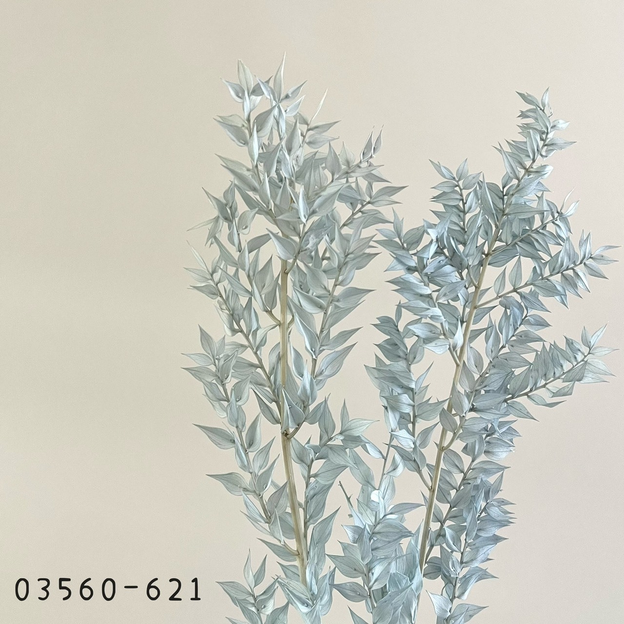 日本不凋小樺木葉 03560-621