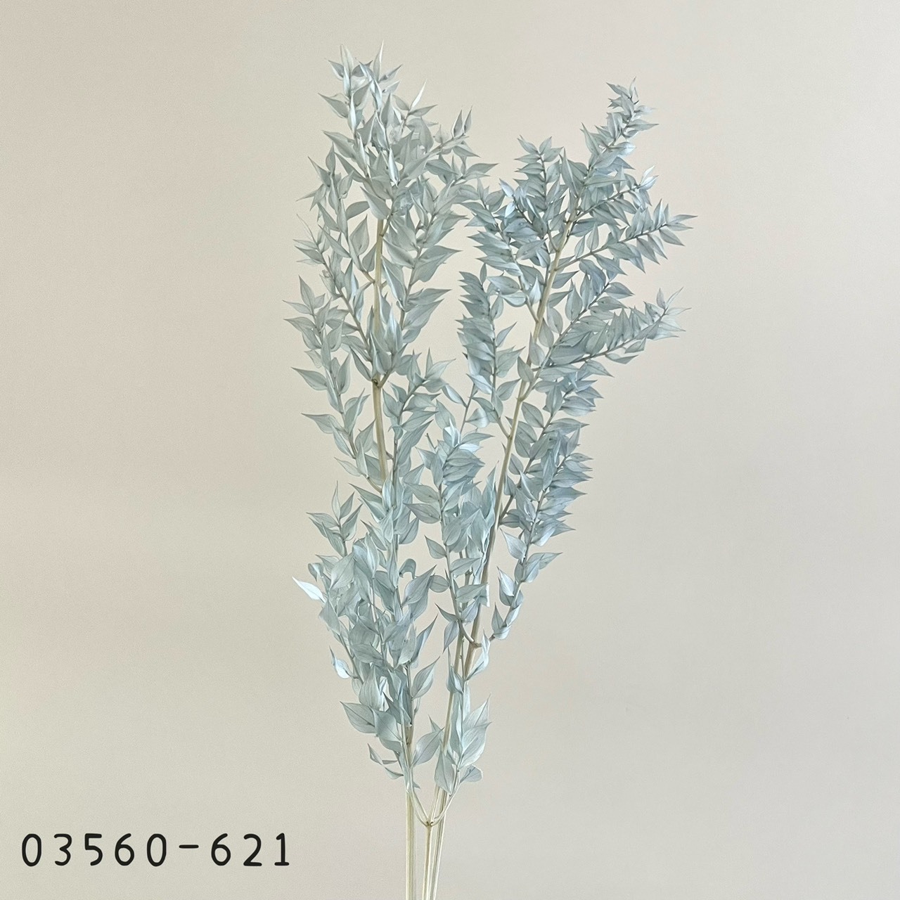 日本不凋小樺木葉 03560-621