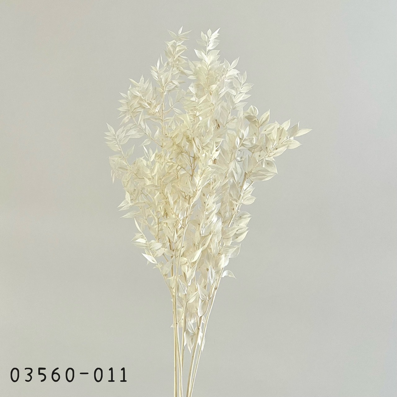 日本不凋小樺木葉 03560-011