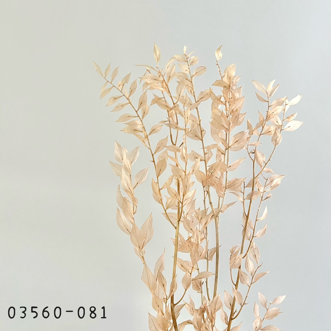 日本不凋小樺木葉 03560-081