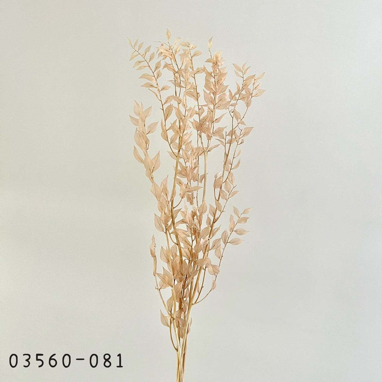 日本不凋小樺木葉 03560-081