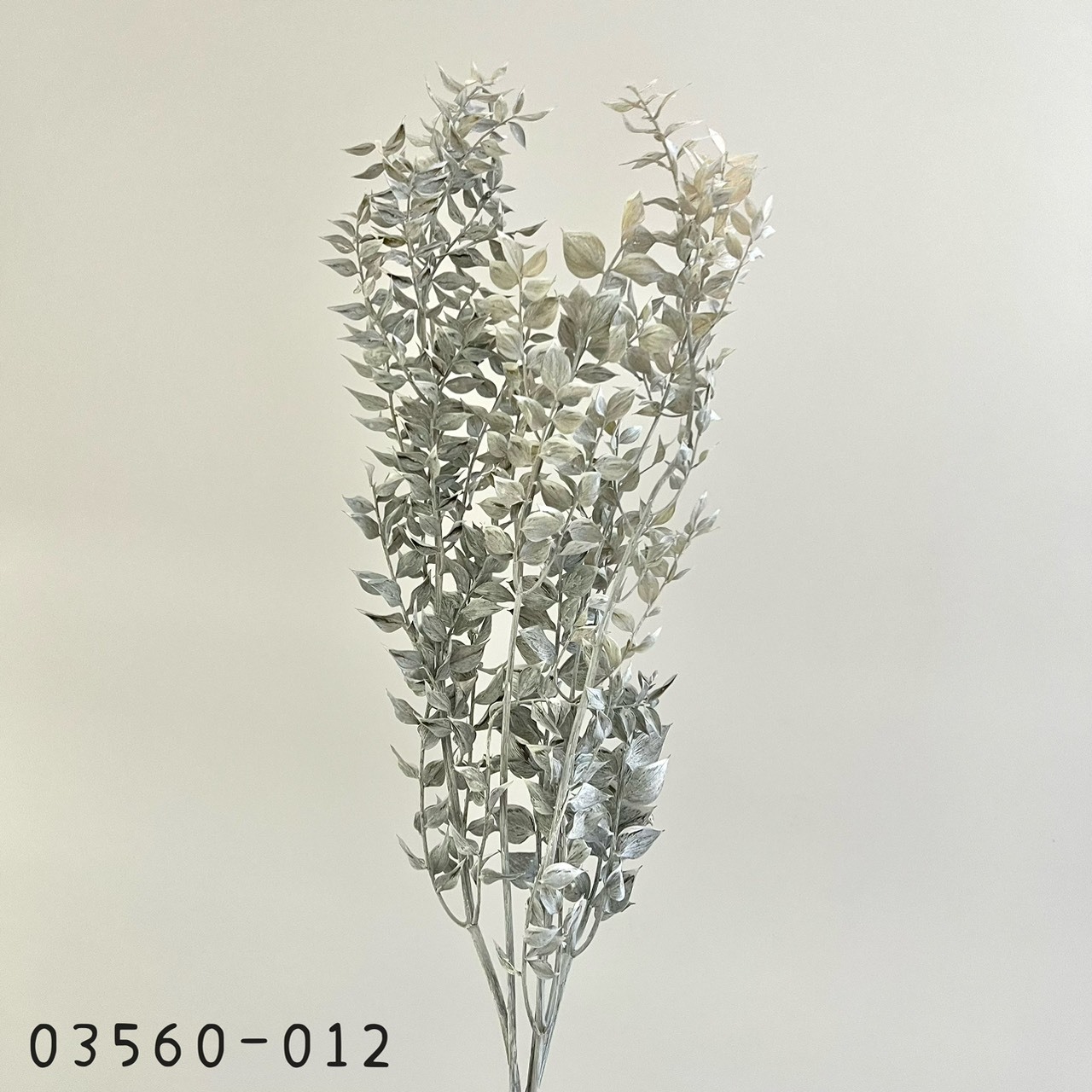 日本不凋小樺木 03560-012