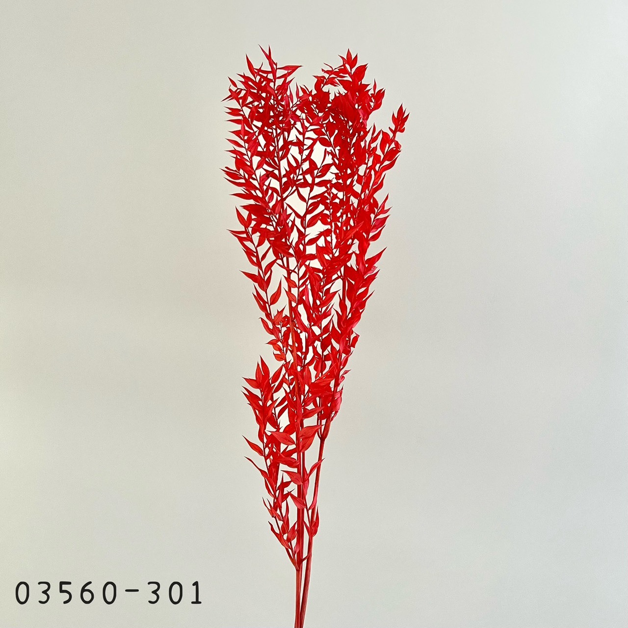 日本不凋小樺木葉 03560-301