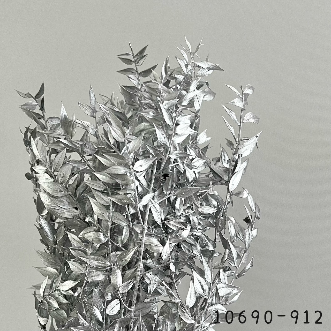 日本不凋銀色小樺木 10690-912