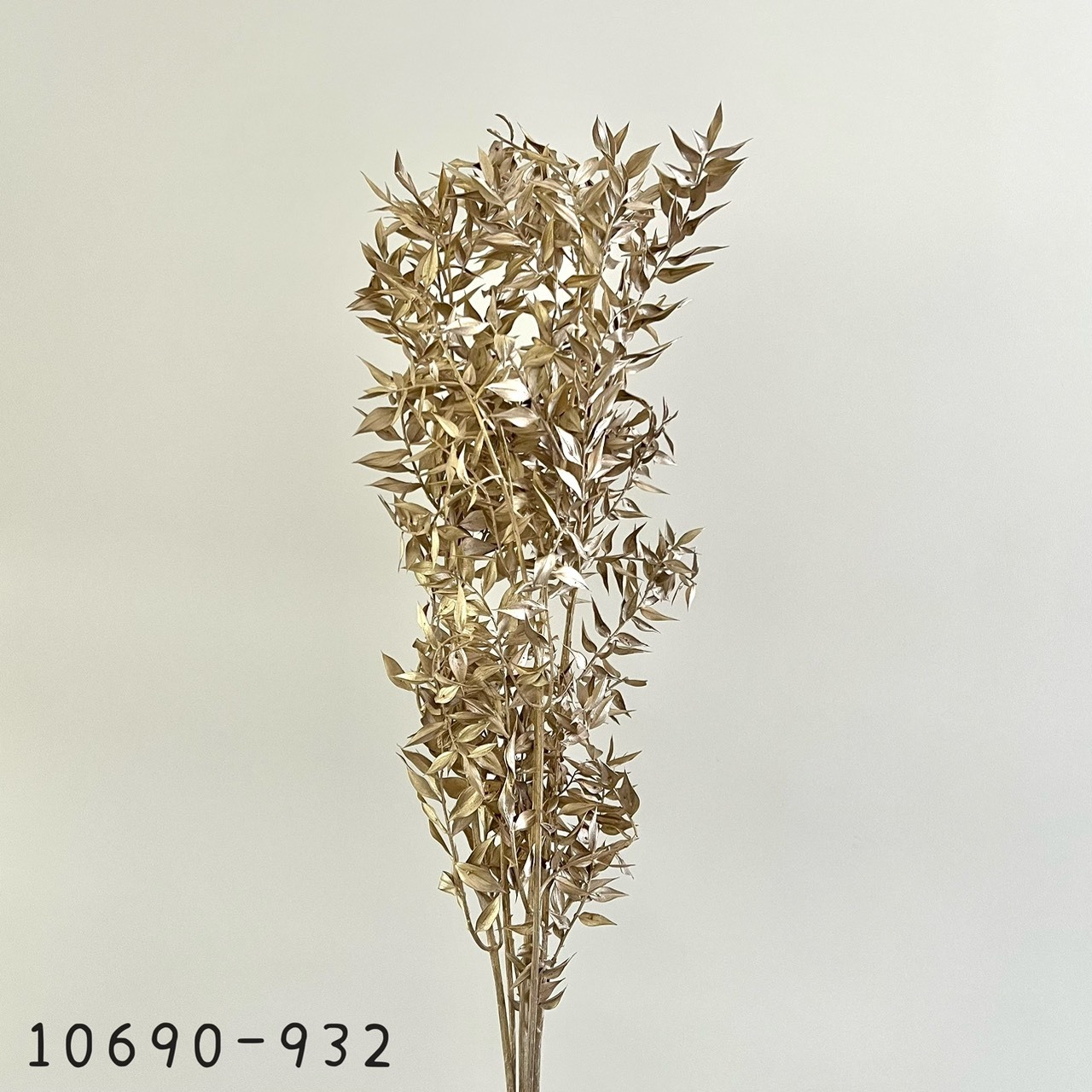 日本不凋鉑金色小樺木 10690-932