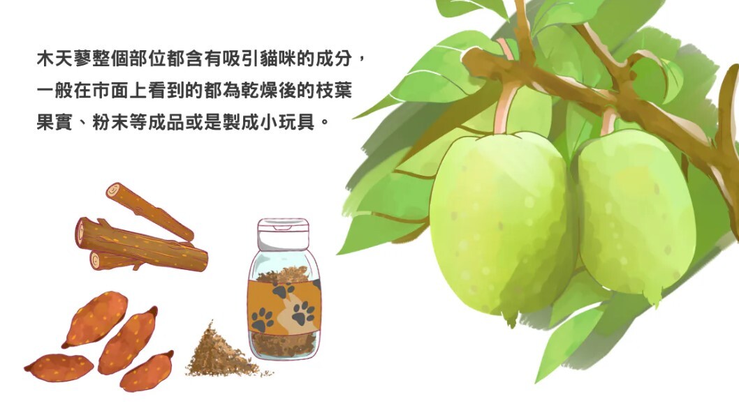 木天蓼