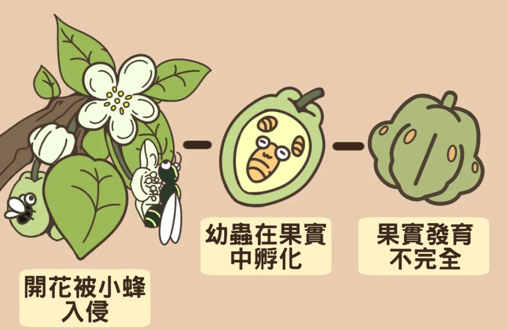 木天蓼與蟲癭果