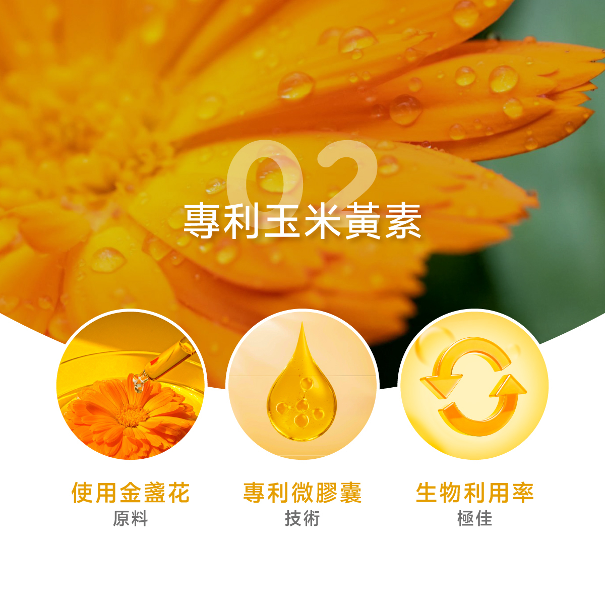 玉米黃素.金盞花.專利.微膠囊技術.生物利用率.好吸收