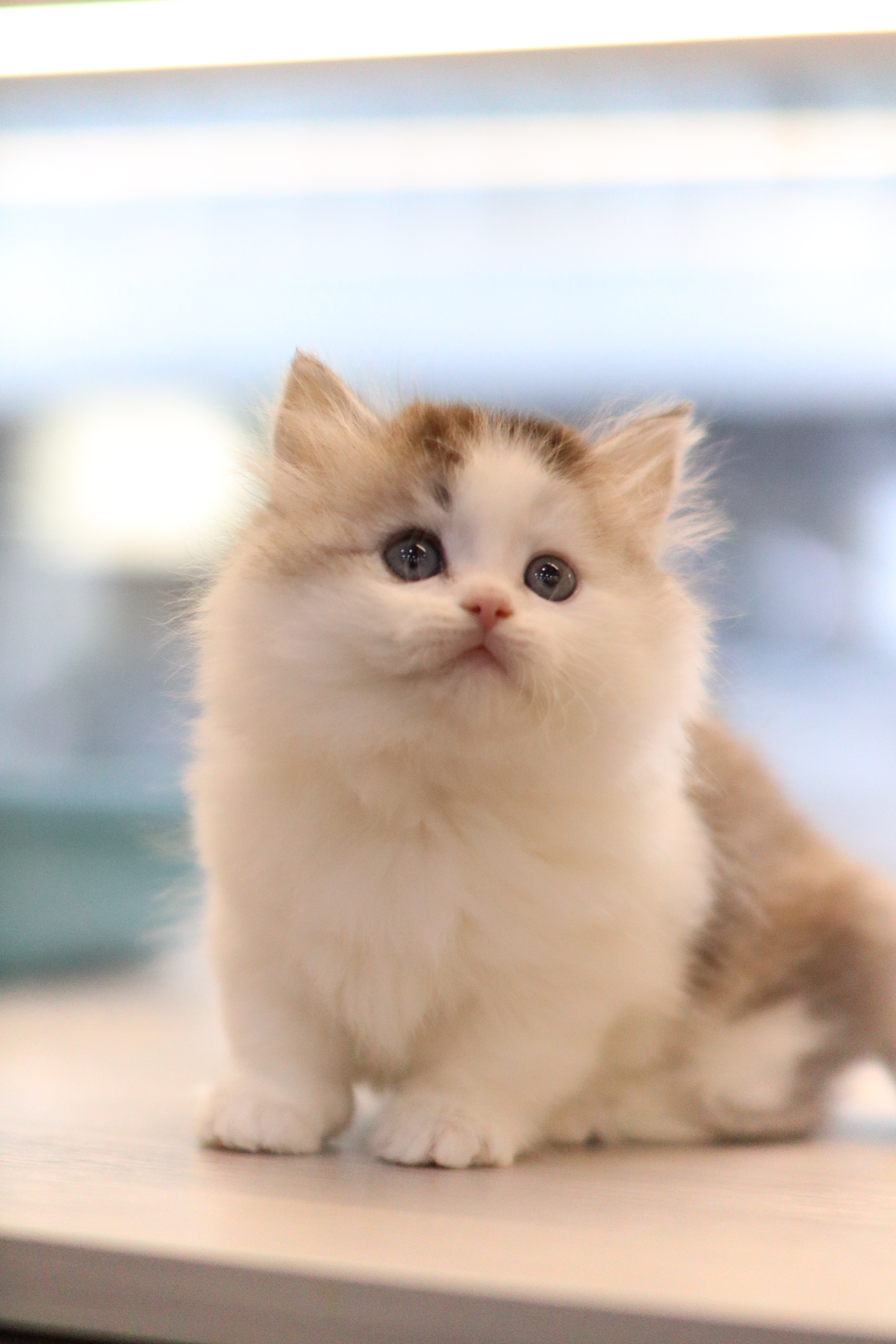 拿破崙 ｜ 銀白 ｜ 弟弟 ｜ 順順