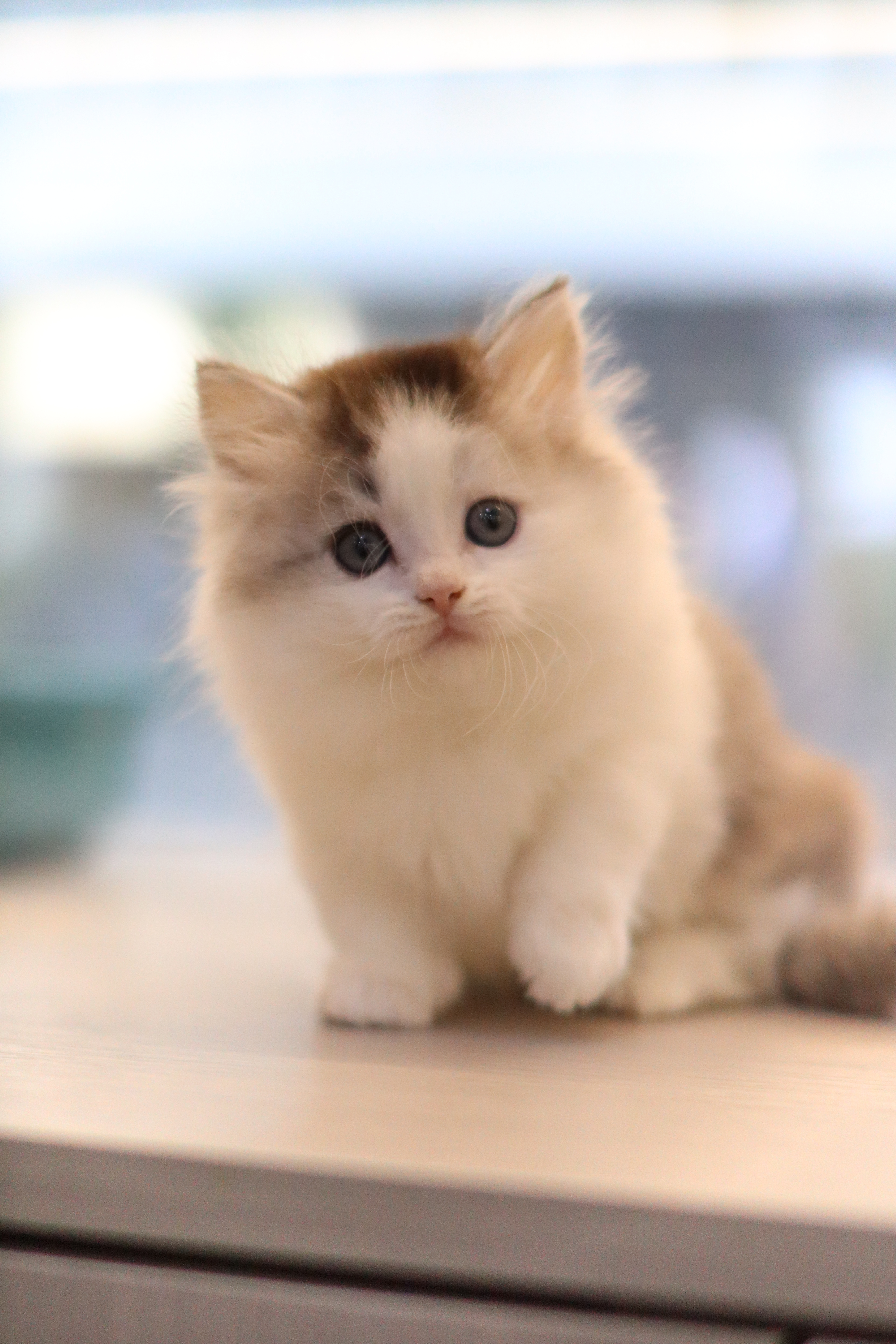 拿破崙 ｜ 銀白 ｜ 弟弟 ｜ 順順