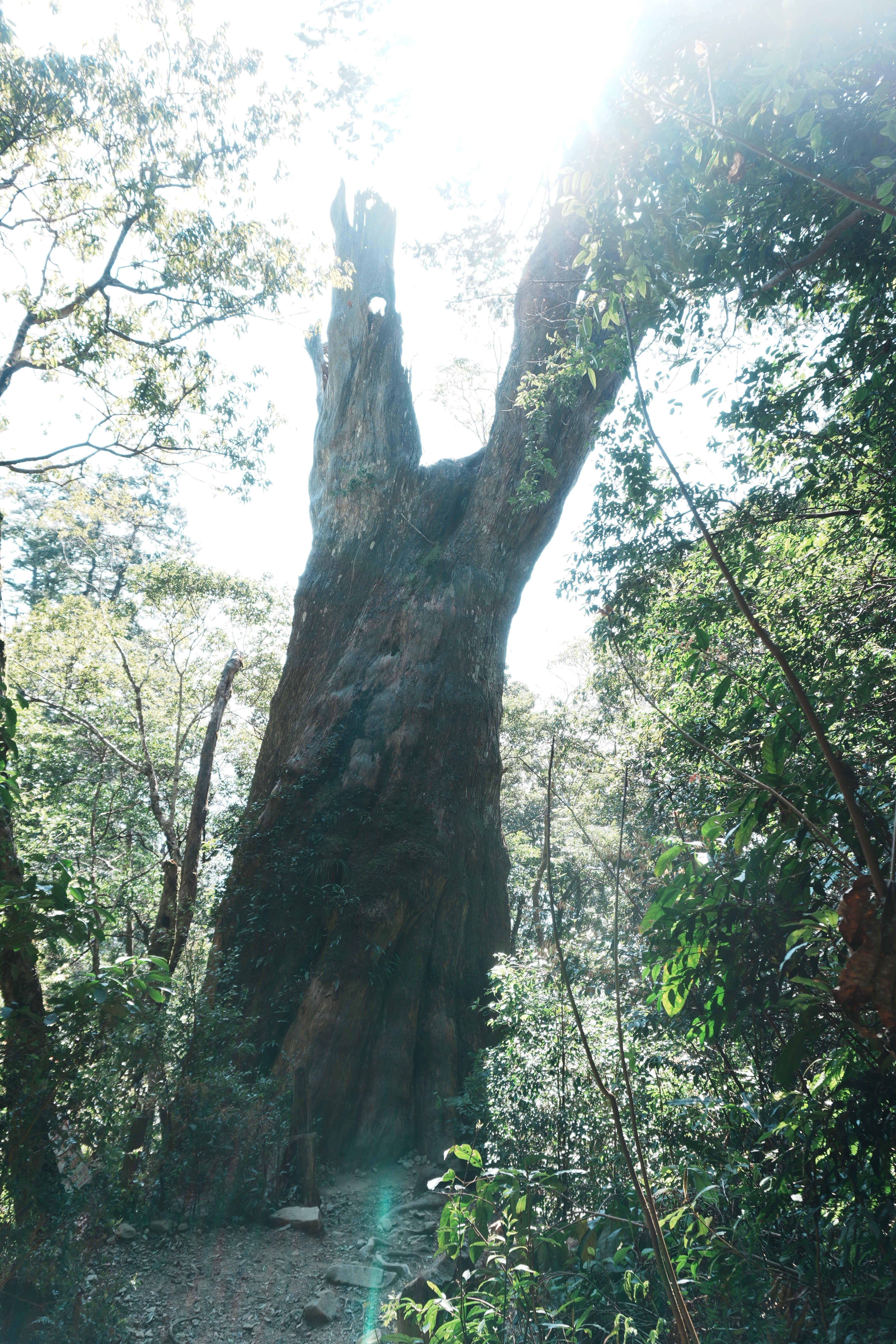 新竹內鳥嘴山＆北得拉曼巨木步道｜單日健行（含台北來回接駁）