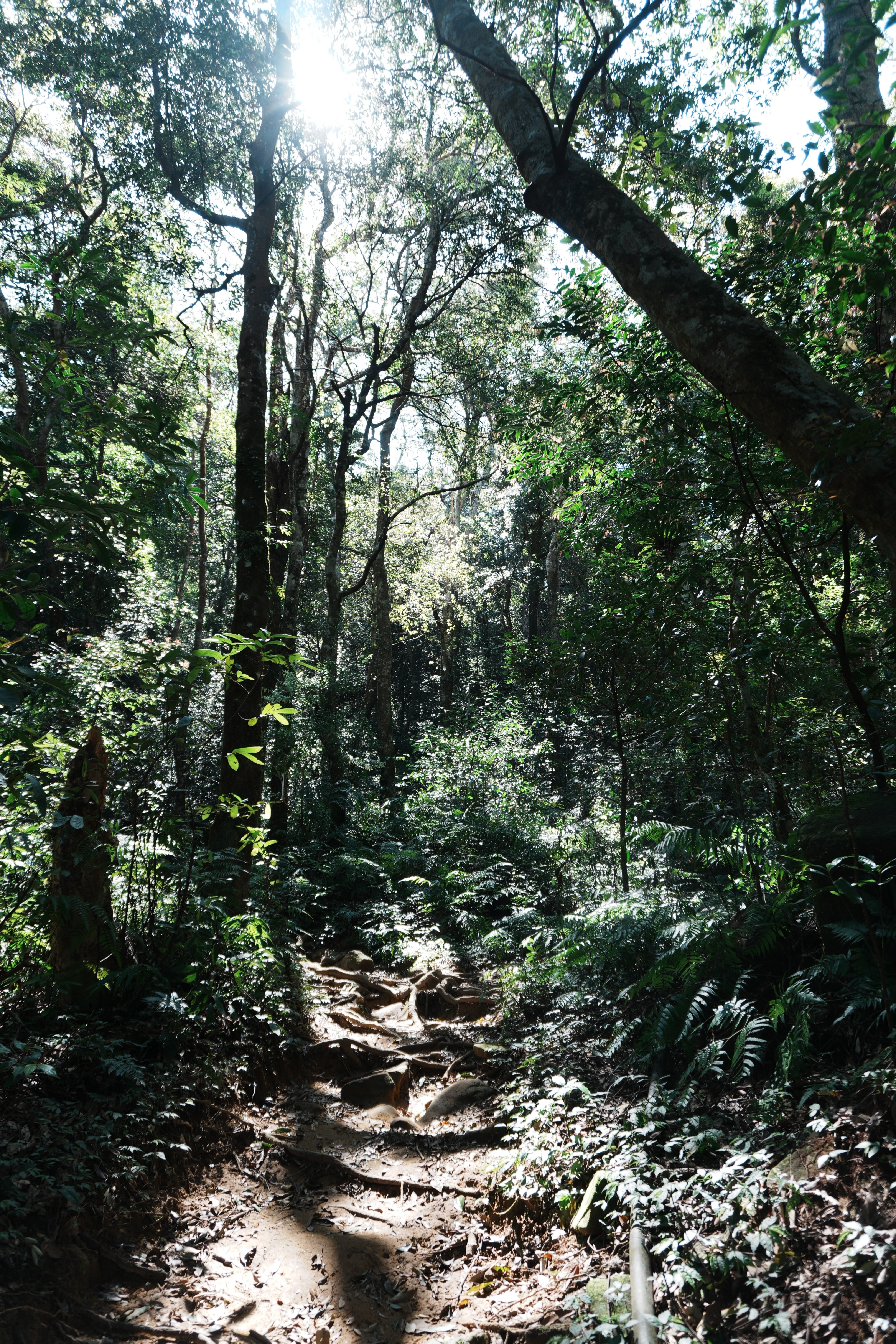 新竹內鳥嘴山＆北得拉曼巨木步道｜單日健行（含台北來回接駁）