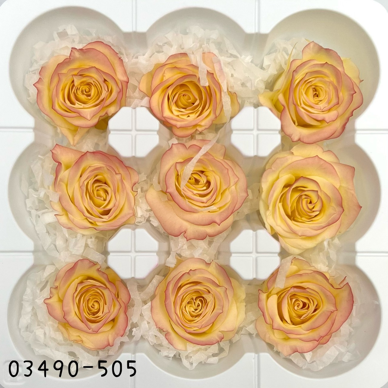 日本不凋中輪滾邊玫瑰(9朵) 03490-505
