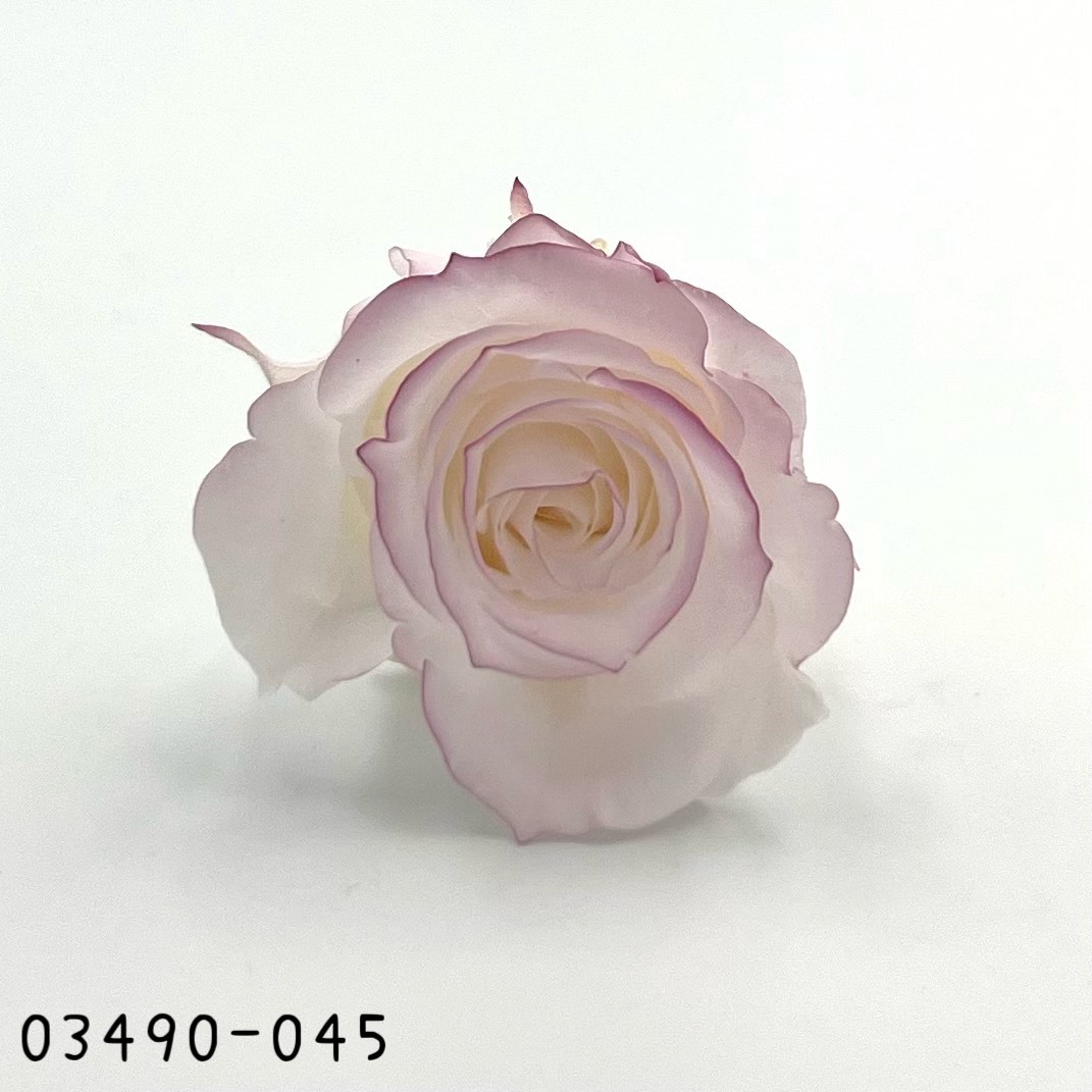 日本不凋中輪滾邊玫瑰(9朵) 03490-045