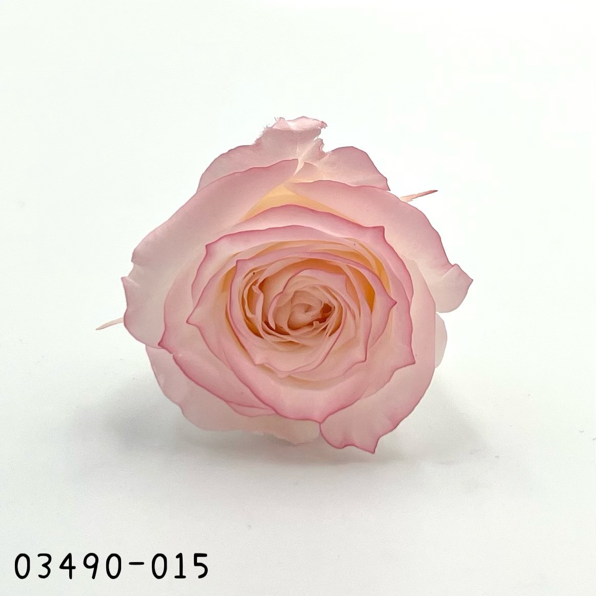 日本不凋中輪滾邊玫瑰(9朵) 03490-015