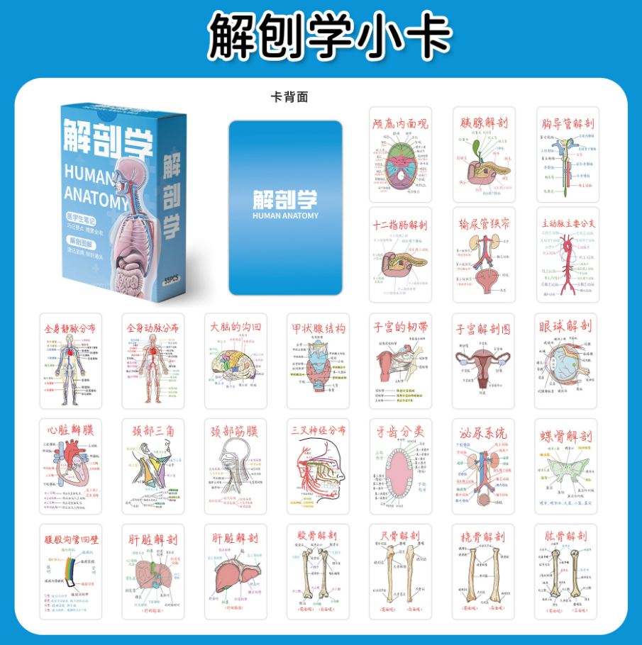 解剖学闪卡（55张）