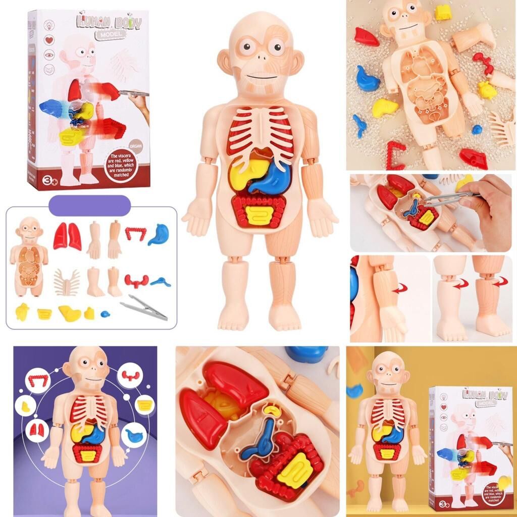 👭兒童早教【3D人體器官】模型-2502139
