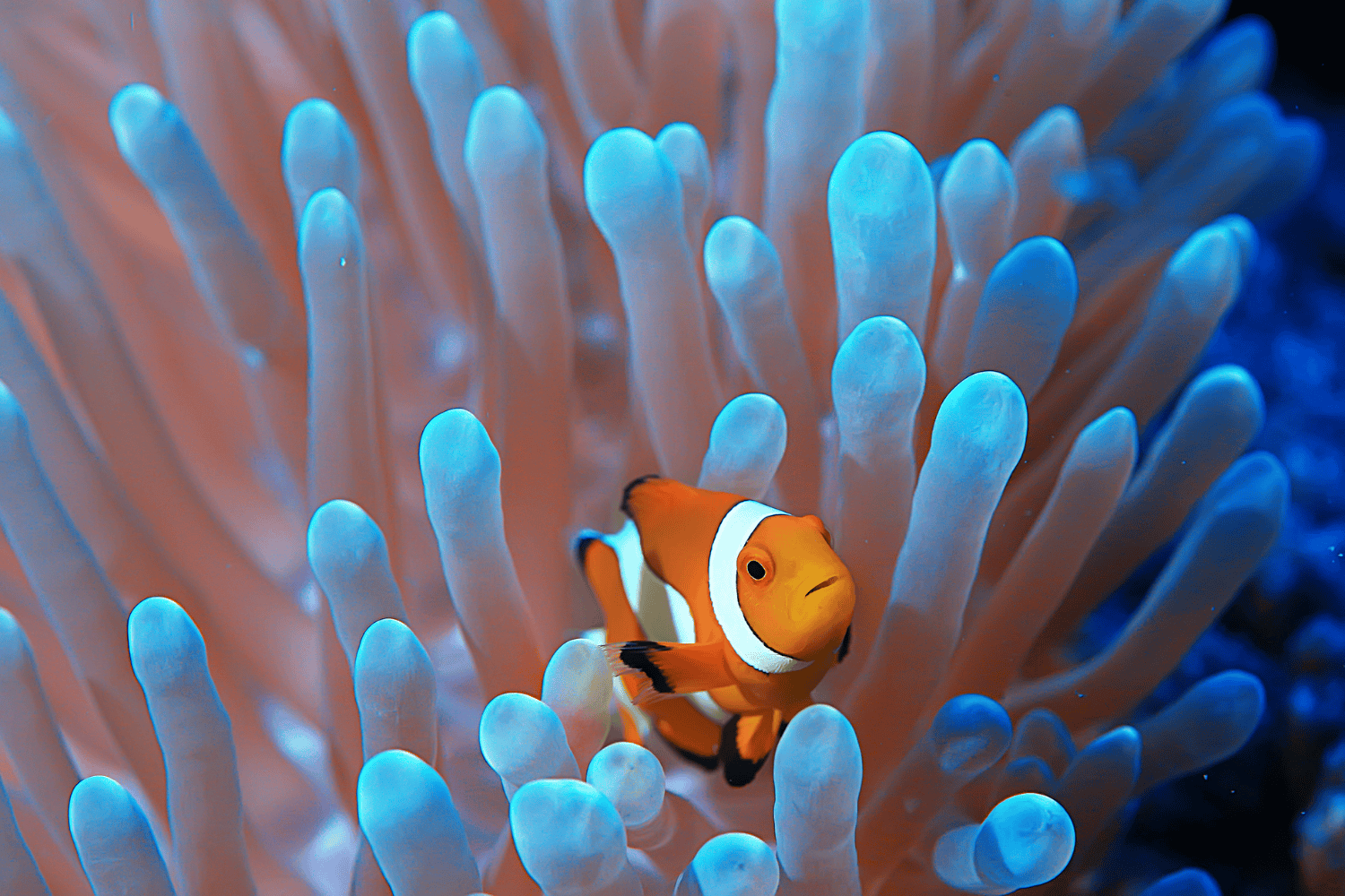 reef-safe-sunscreen-clownfish-coral-awareness