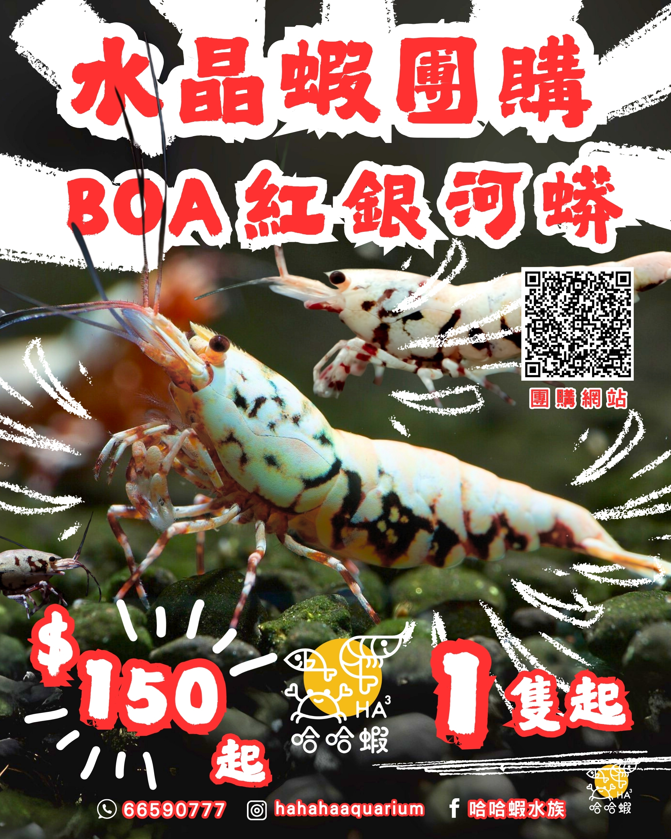 BOA 紅銀河蟒水晶蝦 ｜RED Galaxy Boa  [團購]