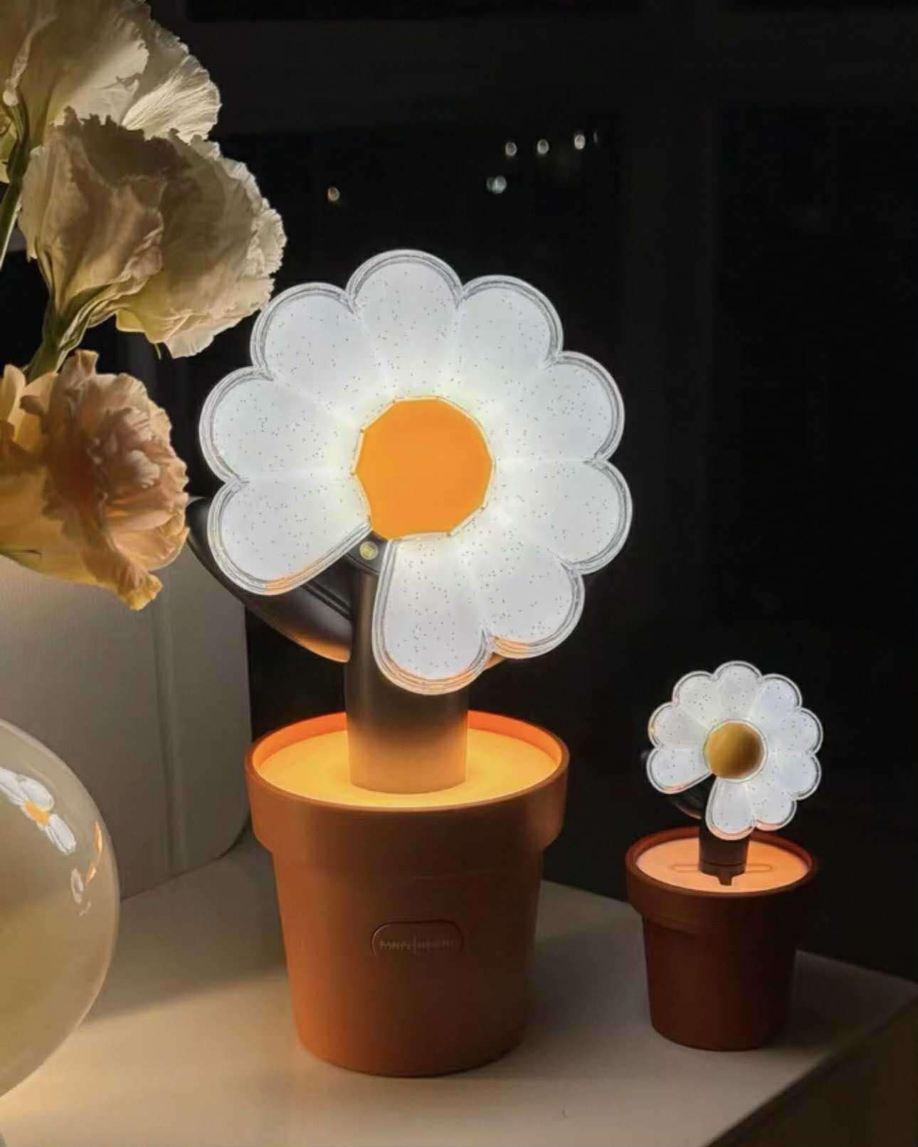 GD 小雛菊 迷你盆栽