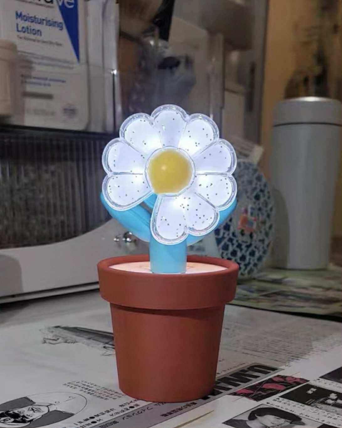 GD 小雛菊 迷你盆栽