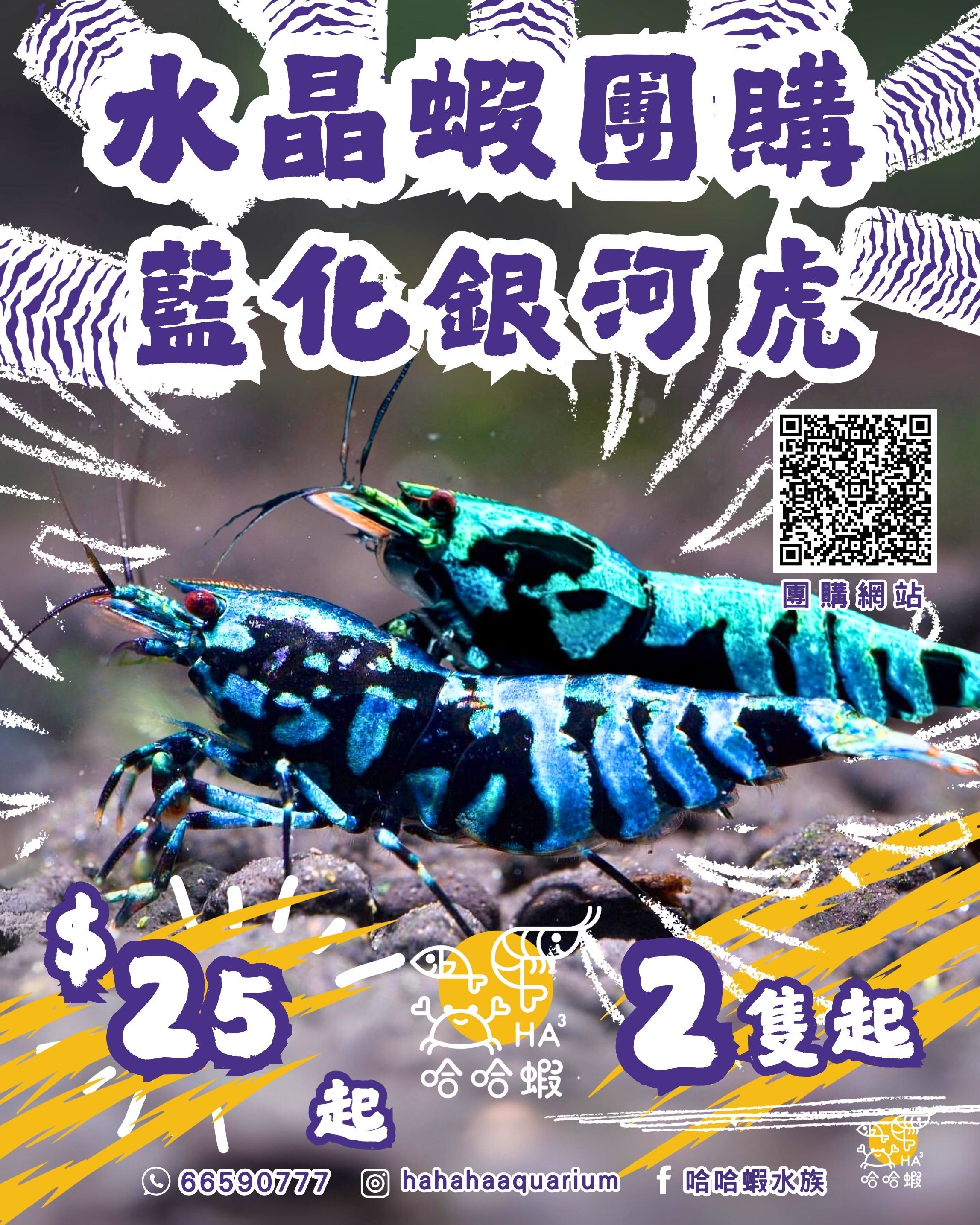 藍化銀河虎水晶蝦 | BLUE Galaxy Tiger Shrimp [團購]