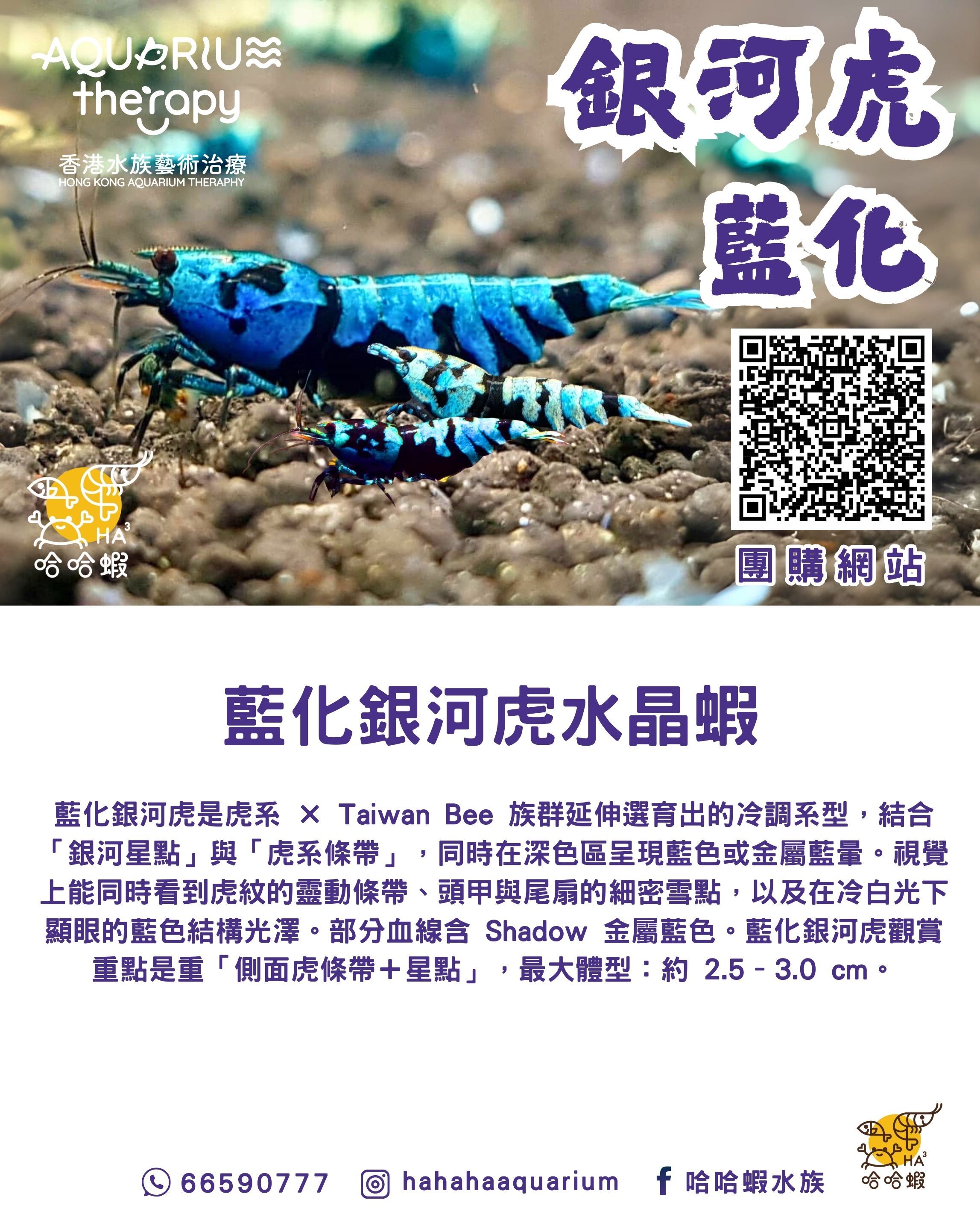 藍化銀河虎水晶蝦 | BLUE Galaxy Tiger Shrimp [團購]