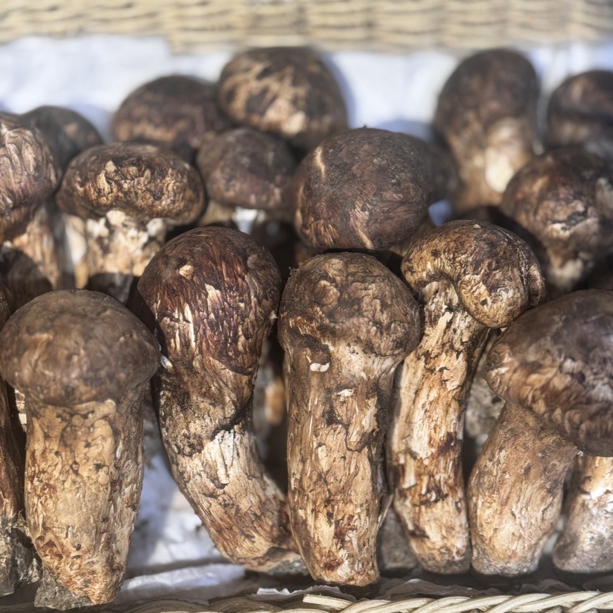 Fresh Matsutake (松茸) Ingredient Pack